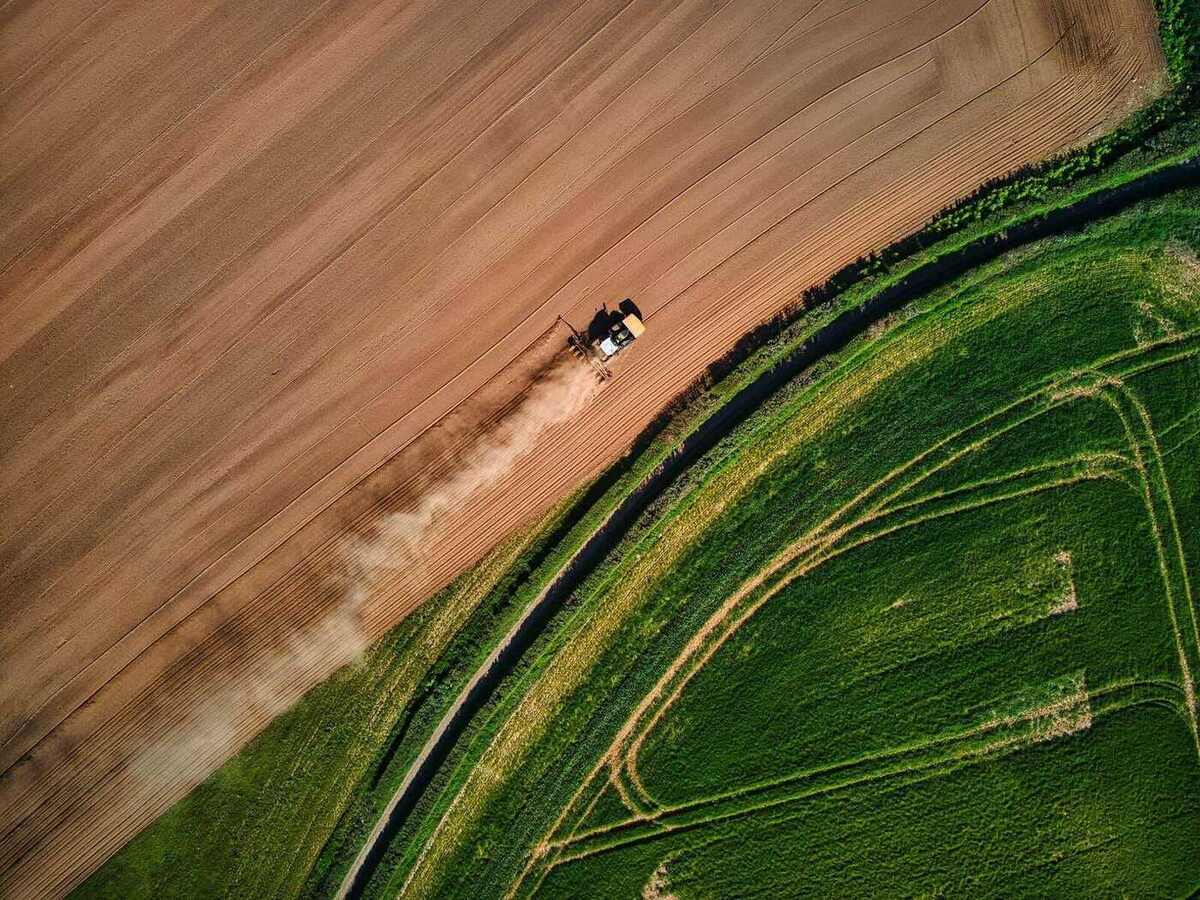 Vista aérea de uma lavoura brasileira de grãos no entardecer, próxima da colheita